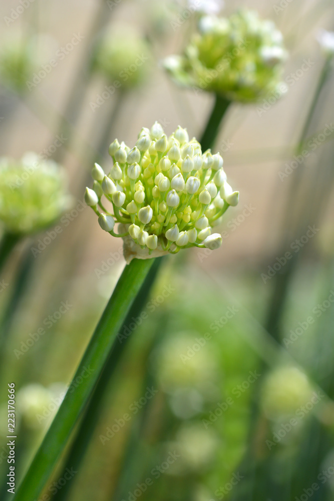 Obraz premium Garden onion