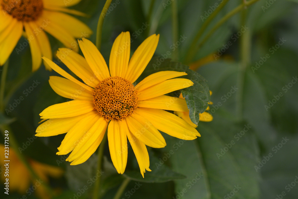 Fototapeta premium False sunflower Dauer Gold