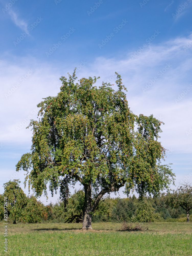 Obraz premium Old apple tree with plenty of apples