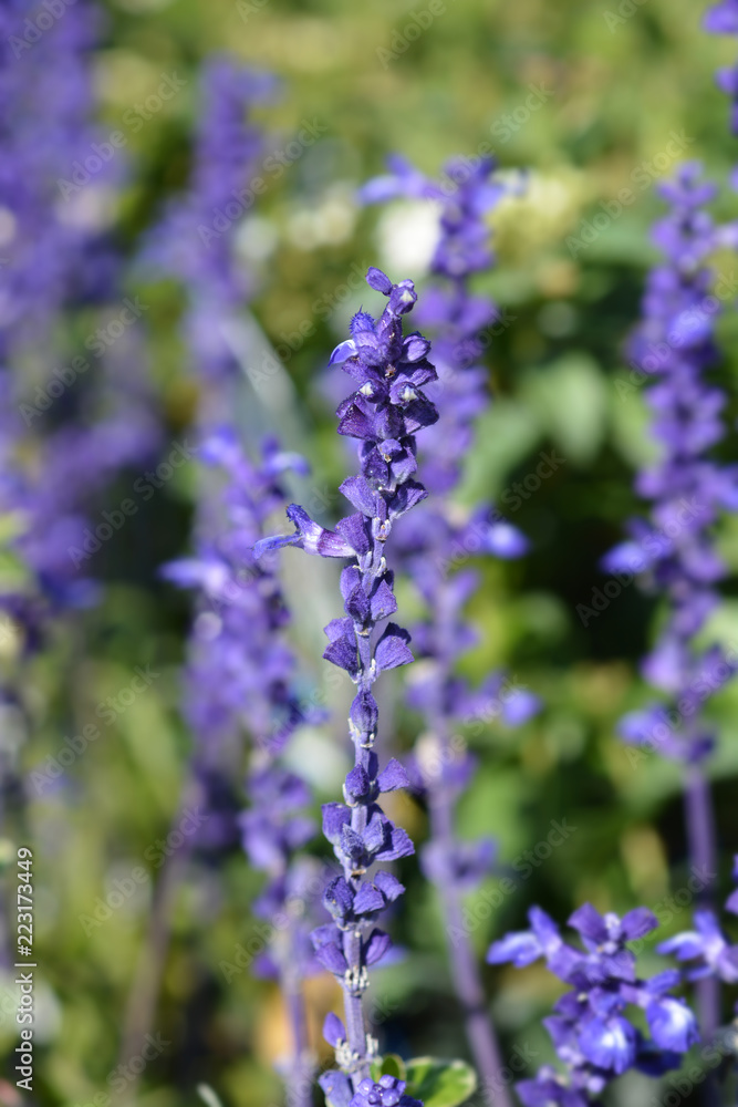 Naklejka premium Mealycup sage Sallyfun Blue