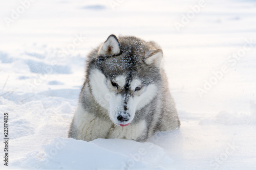 Dog of the Siberian Husky © al1974ex