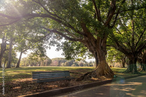 A bench under the tree in a Ibirapuera park in the middle day of summer. With a front view, low key and flare light, we have: Nature, relax, peaceful, lifesyle, health and leasure concept