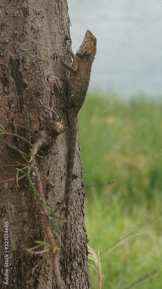 Fototapeta premium trunk of a tree
