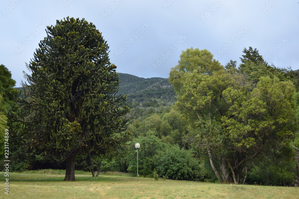 Araucaria Tree at Los Alerces National Park, Patagonia, Argentina