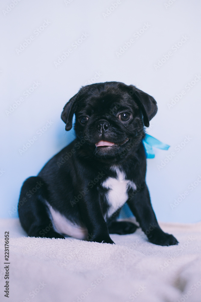 Puppy Pug Black, Fawn Puppy Pug Black, Fawn