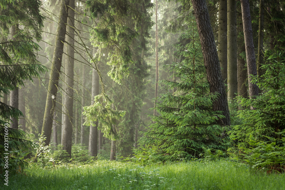 Obraz premium Kaufunger Wald