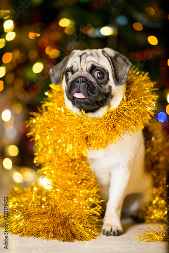 A pug dog in a tinsel near a Christmas tree with garlands