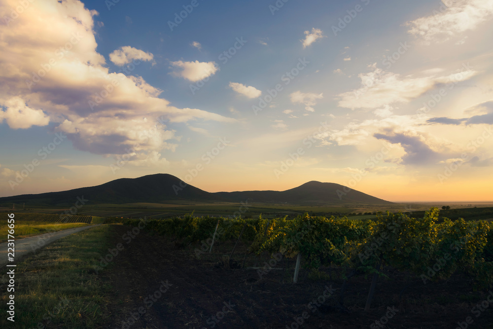 Sunset in vineyard 