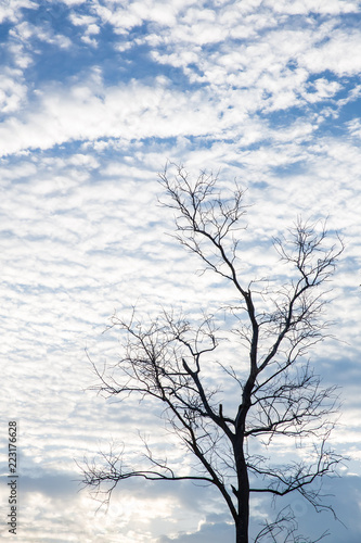 Dead tree silhouette with tiny white cloudy spread on blue sky. image for background, wallpaper and backdrop. scenery travel by nature on holidays concept.