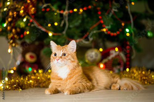 Redhead, adult cat near a Christmas tree with garlands