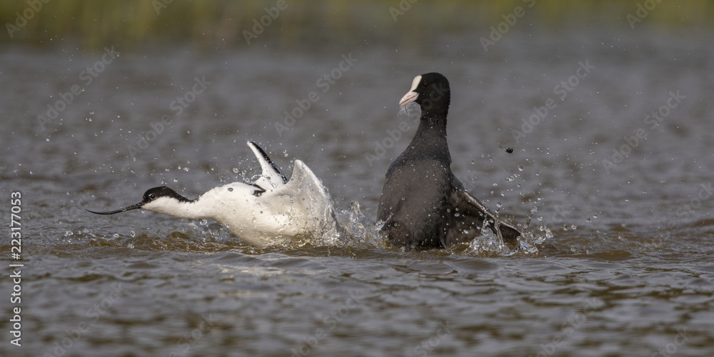 Fototapeta premium Avocette élégante - Recurvirostra avosetta - Pied Avocet