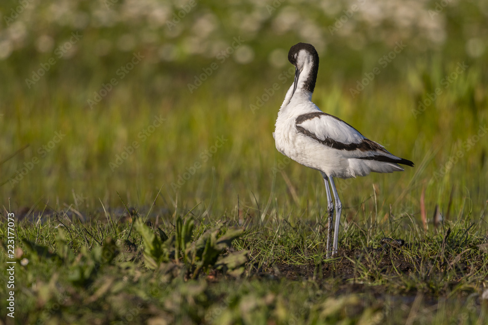 Fototapeta premium Avocette élégante - Recurvirostra avosetta - Pied Avocet