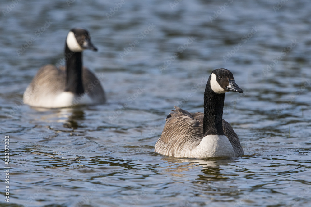 Fototapeta premium Oie Bernache du Canada - Branta canadensis - Canada Goose