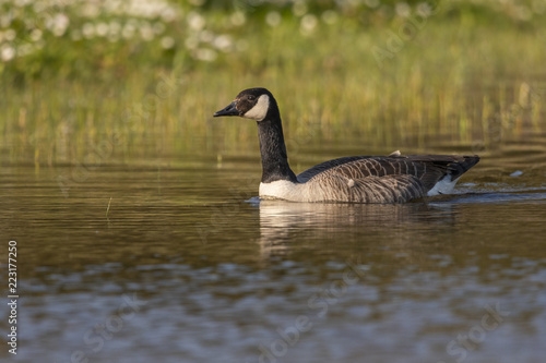 Oie Bernache du Canada - Branta canadensis - Canada Goose