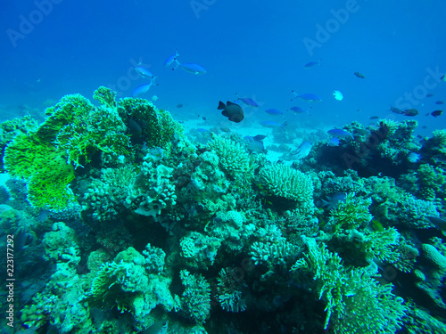 Lunar Fusilier and Black Damselfish Swimming around Red Sea Coral Reef