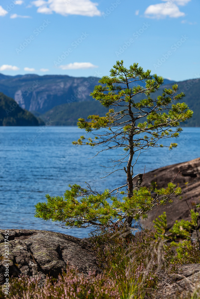 Lonely pine grow on the stones on the shore of Norwegian fjord at sunny day, Telemark region, Southern Norway