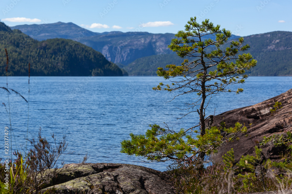 Lonely pine grow on the stones on the shore of Norwegian fjord at sunny day, Telemark region, Southern Norway