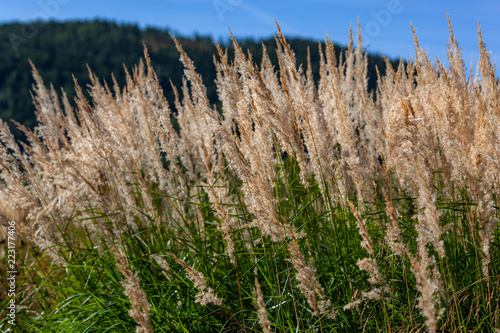 Close-up of flowering grass on the mountain background at summer sunny day, Telemark region, Southern Norway