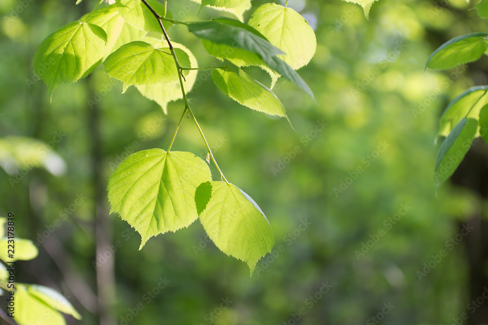 Linden leaves in the sun on a background of green foliage in the forest Linden leaves in the sun on a background of green foliage in the forest