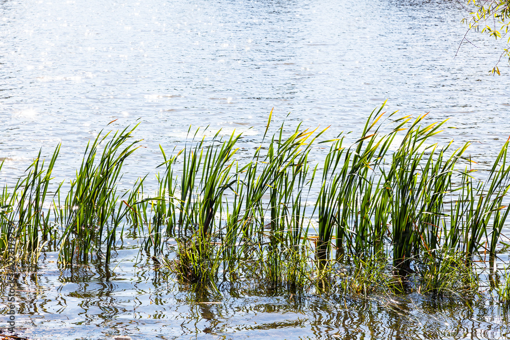 cane leaves in water of pond illuminated by sun cane leaves in water of pond illuminated by sun