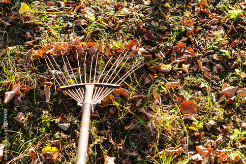 removing fallen leaves from lawn with garden rake