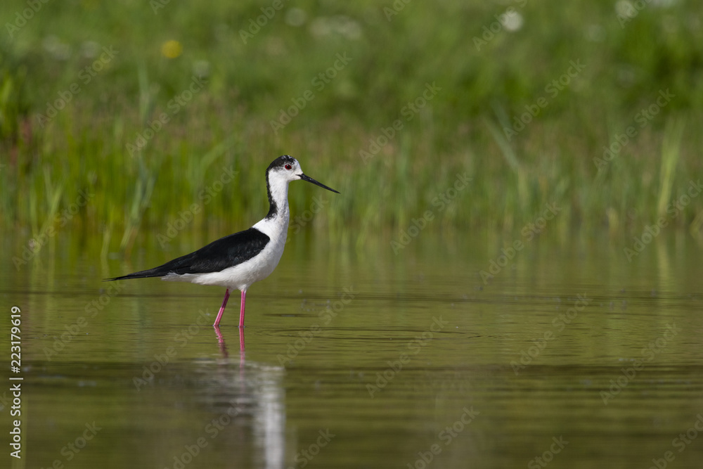 Naklejka premium Échasse blanche - Himantopus himantopus - Black-winged Stilt