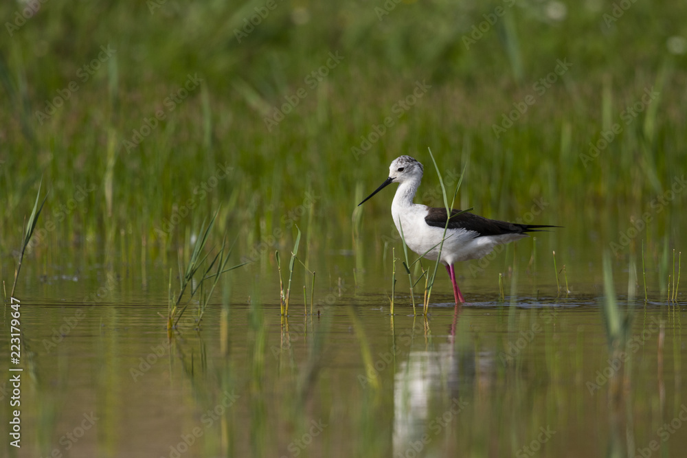 Obraz premium Échasse blanche - Himantopus himantopus - Black-winged Stilt