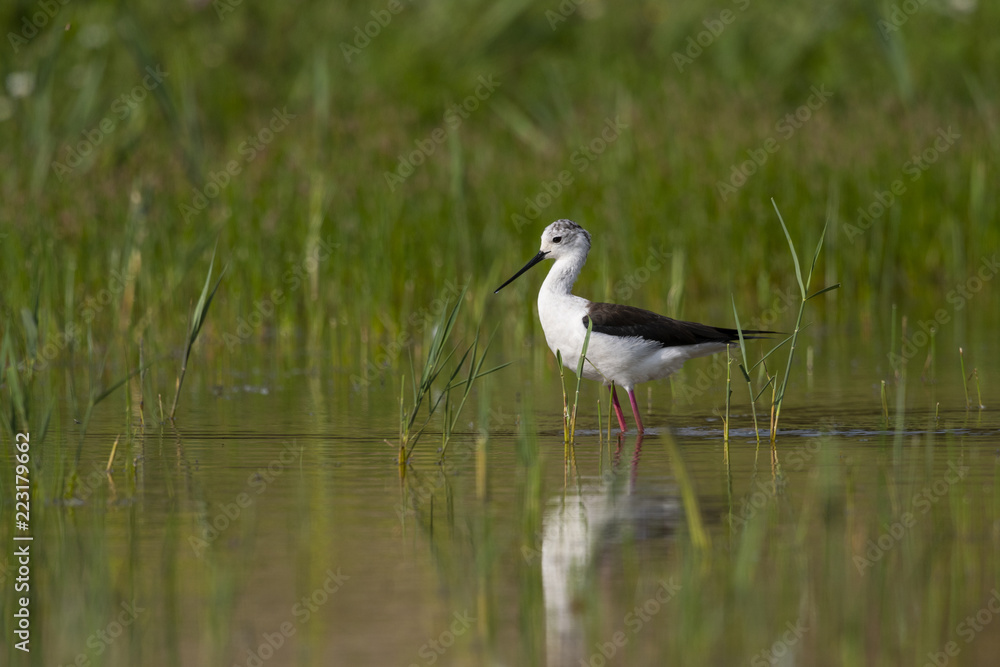 Fototapeta premium Échasse blanche - Himantopus himantopus - Black-winged Stilt