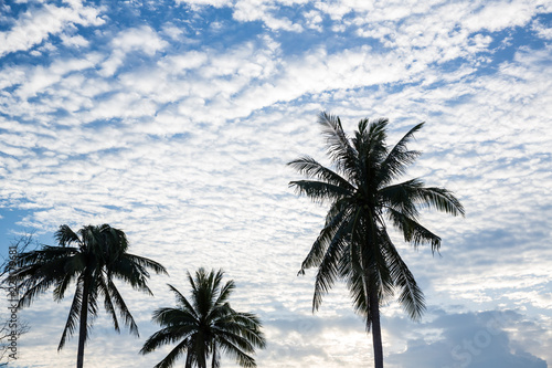 Fototapeta Naklejka Na Ścianę i Meble -  coconut tree silhouette with tiny white cloudy spread on blue sky. image for background, wallpaper and backdrop. scenery travel by nature on holidays concept.