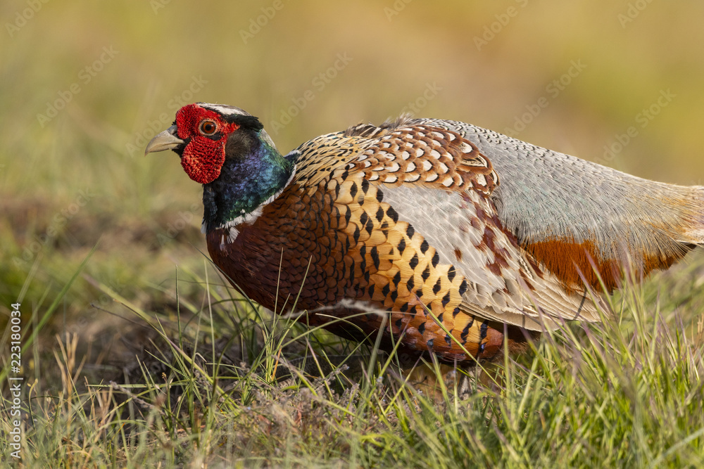 Fototapeta premium Faisan de Colchide - Phasianus colchicus - Common Pheasant
