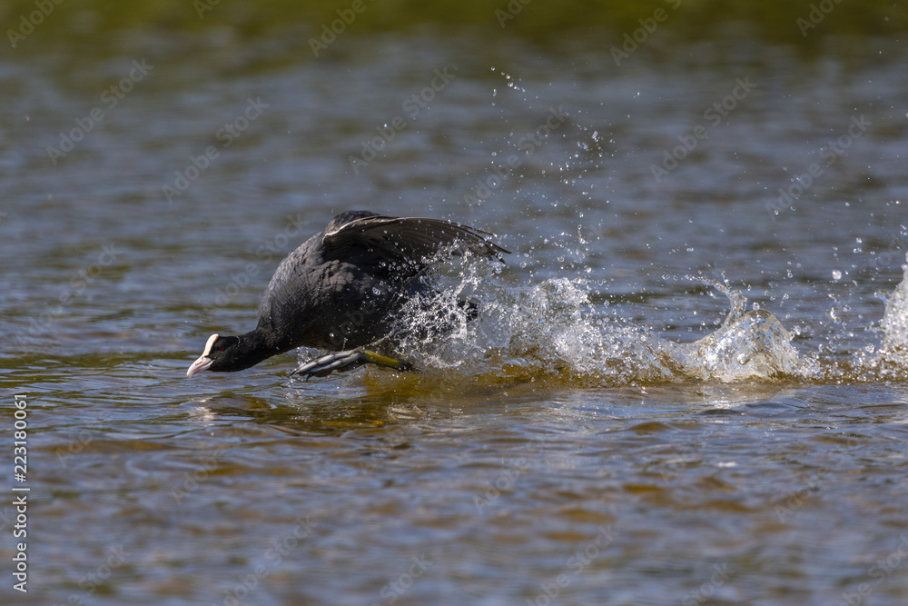 Foulque macroule - Fulica atra - Eurasian Coot Foulque macroule - Fulica atra - Eurasian Coot