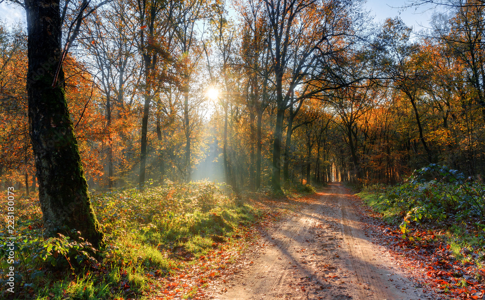 Beautiful morning sunrise in autumn in the Speulder forest in the Netherlands with vibrant colored leaves