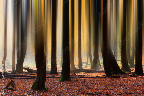 Abstract view of the vertical lines of the trees in a beautiful vibrant autumn forest in the Netherlands