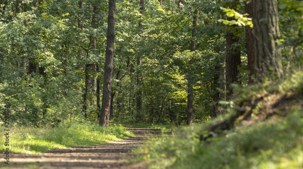 Obraz premium South of Poland. Niepolomice Forest