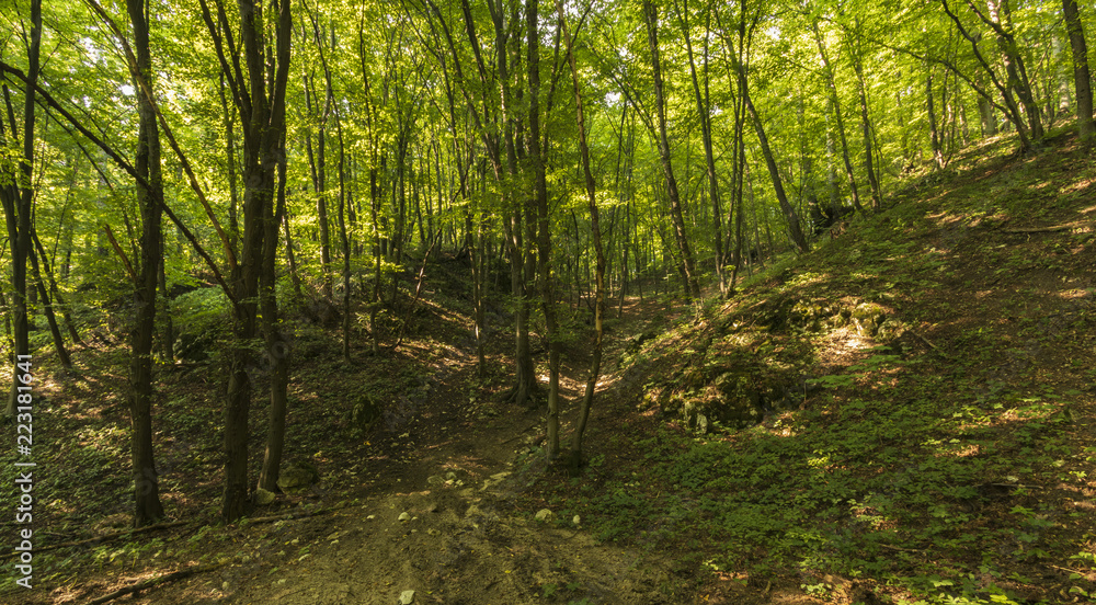 Tyniecki forest near Cracow