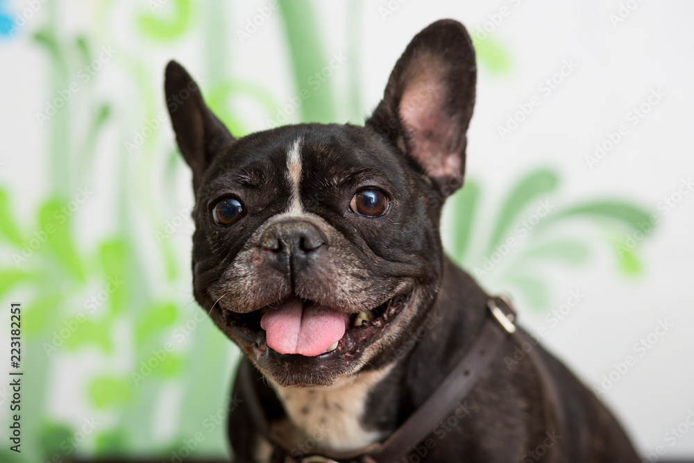French Bulldog dog with sticking out his head close-up portrait