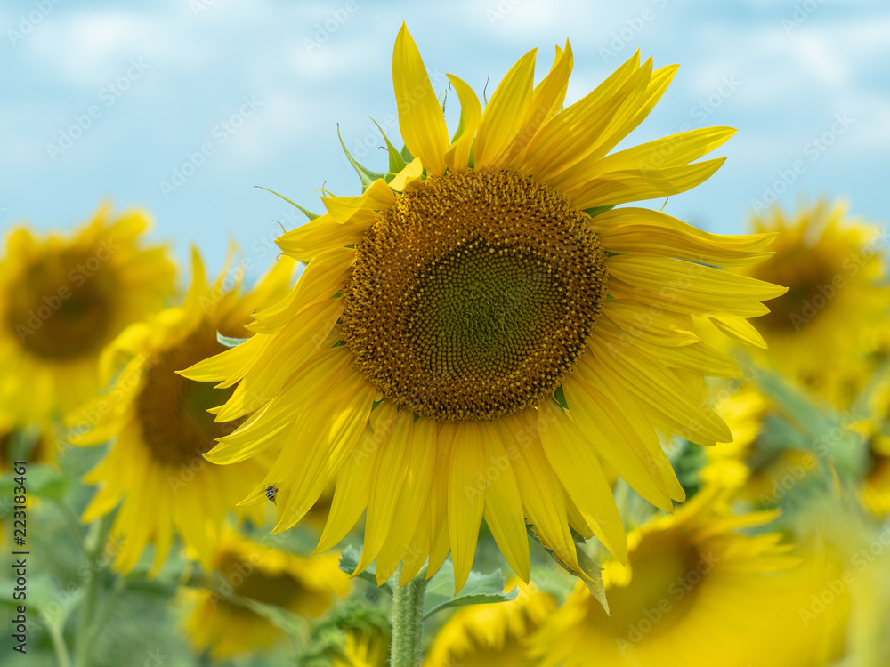 Close up view on several sunflowers with big yellow petals growing in sunflowers field. Yellow agricultural field blossoming under cloudy sky. Blurred background. Soft selective focus Close up view on several sunflowers with big yellow petals growing in sunflowers field. Yellow agricultural field blossoming under cloudy sky. Blurred background. Soft selective focus