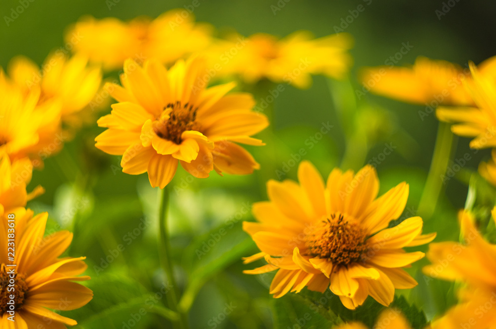 bouquet of bright yellow flowers Heliopsis helianthoides bouquet of bright yellow flowers Heliopsis helianthoides
