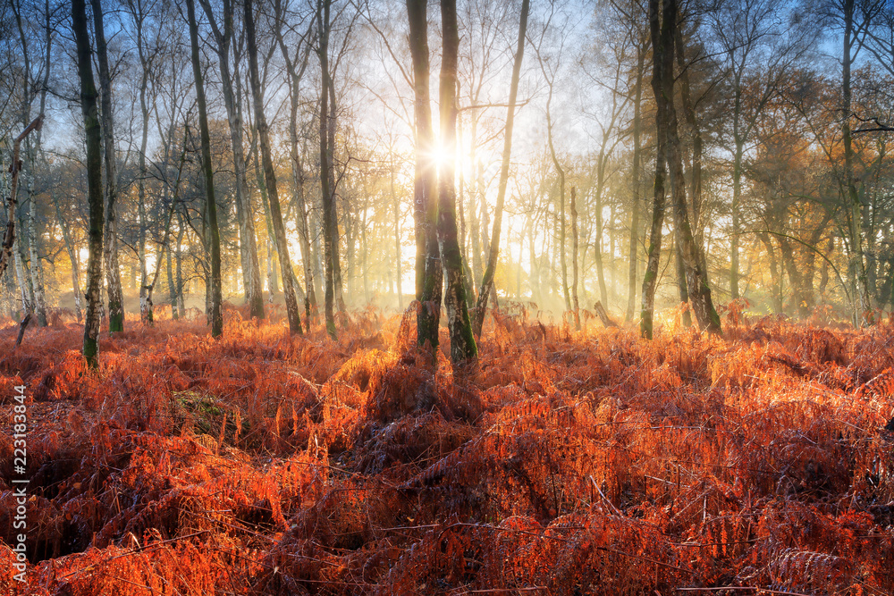 Fototapeta premium Beautiful mysterious morning sunrise in autumn in a forest in the Netherlands with vibrant red and brown ferns and birch trees