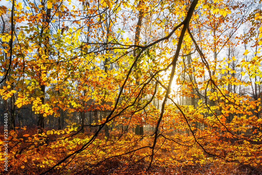 Beautiful morning sunrise in autumn in a forest in the Netherlands with vibrant colored leaves
