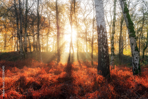 Beautiful mysterious morning sunrise in autumn in a forest in the Netherlands with vibrant red and brown ferns and birch trees