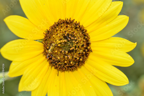 Close up of the center of a large sunflower