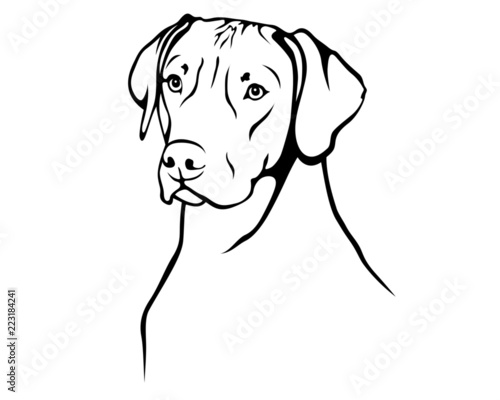 Rhodesian Ridgeback
