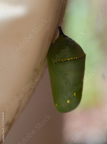Monarch Caterpillar cocoon or Chrysalis photo