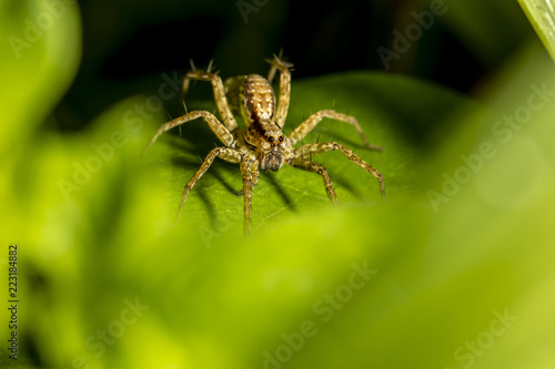Close-up of Spider on green Leaves.