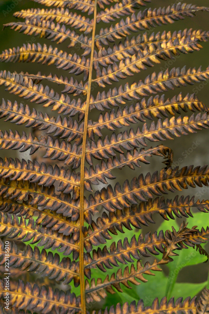 dry yellowed autumn leaf of fern close up..