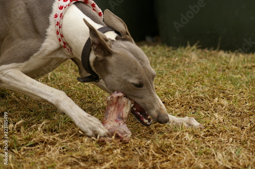 a single family pet male whippet  dog eating and playing with a large meaty bone in the backyard of the family home  rural Australia