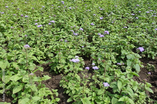 Flossflower grown as bedding in the garden