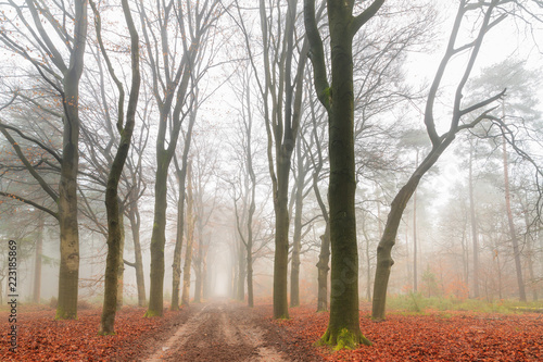 Beautiful mysterious lane in autumn in a forest in the Netherlands with morning fog and vibrant leafs