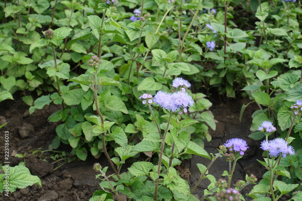 Pale violet flower heads of Ageratum houstonianum Pale violet flower heads of Ageratum houstonianum